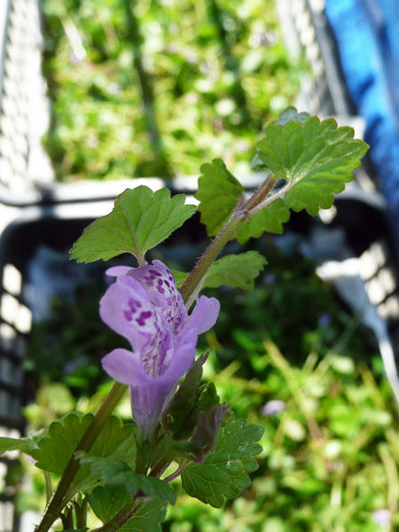 カキドオシ茶 連銭草 れんせんそう を作成中 Soba De Sova