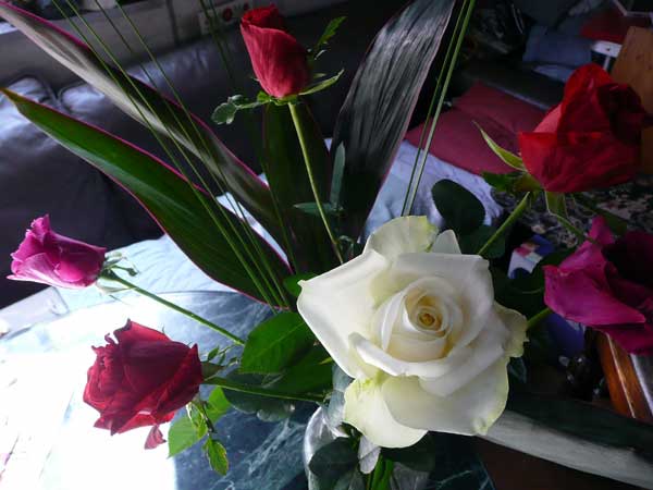 Ja邑楽館林 農産物直売所 ぽんぽこ にて薔薇の希少品種を購入 Soba De Sova