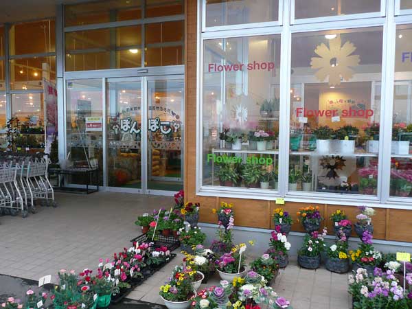 Ja邑楽館林 農産物直売所 ぽんぽこ にて薔薇の希少品種を購入 Soba De Sova