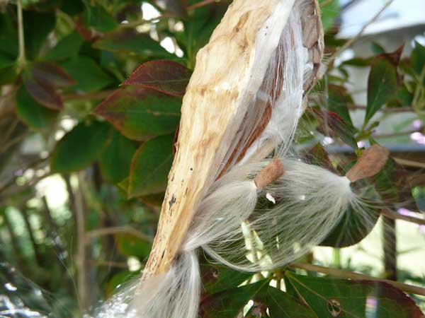 ガガイモが種髪を飛ばす日 Soba De Sova