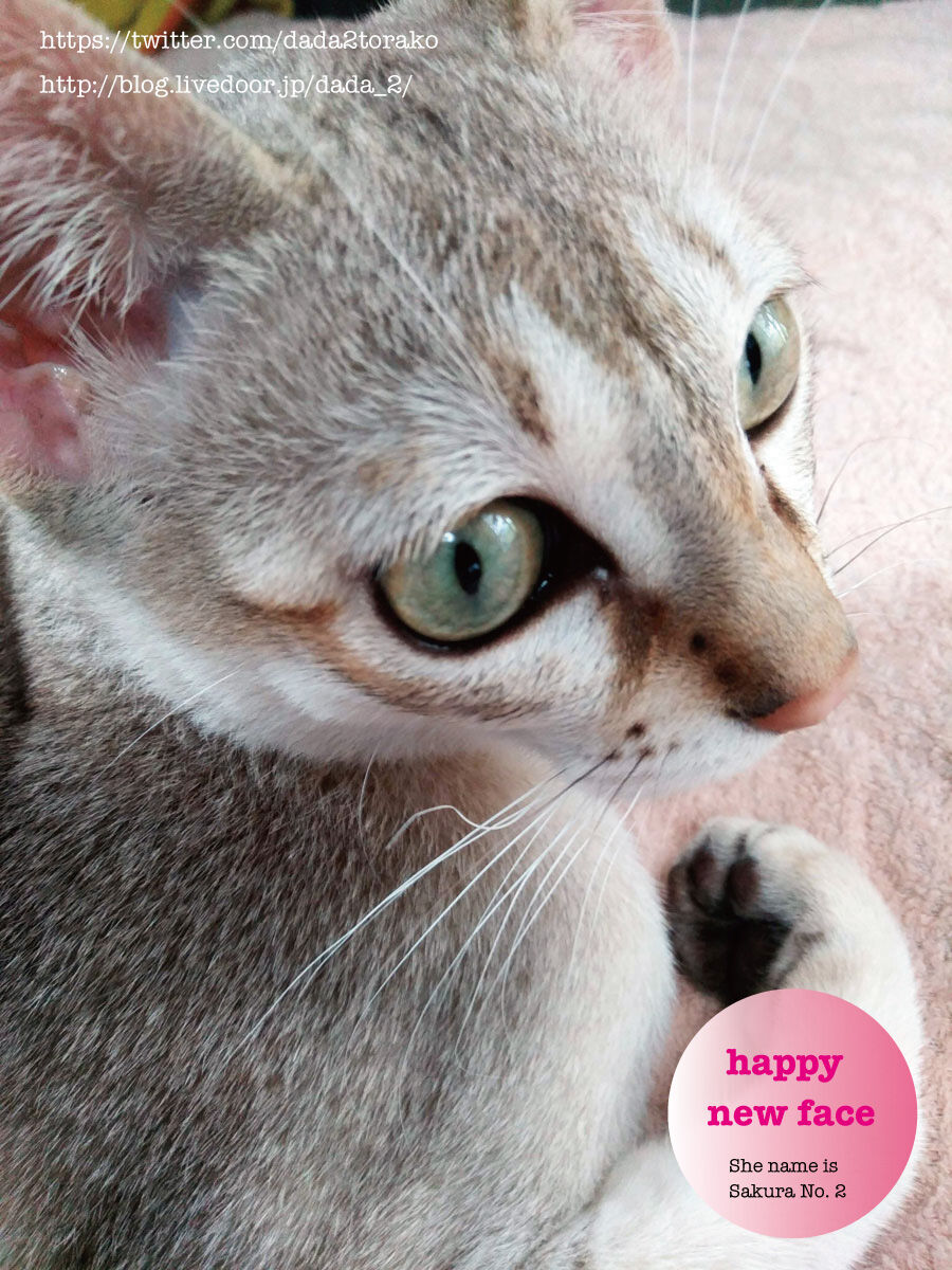 シンガプーラのさくら2号 ニューフェイスです Soba De Sova