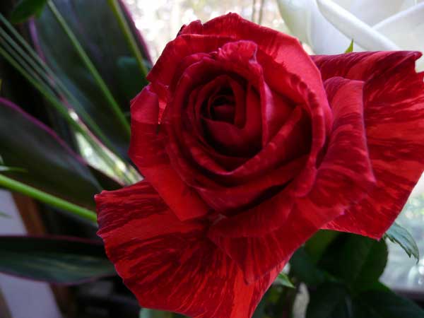 Ja邑楽館林 農産物直売所 ぽんぽこ にて薔薇の希少品種を購入 Soba De Sova