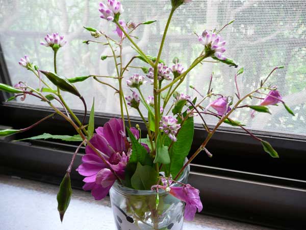 百日草ってこんなに可愛い花だっけ 赤い花瓶シリーズ Soba De Sova