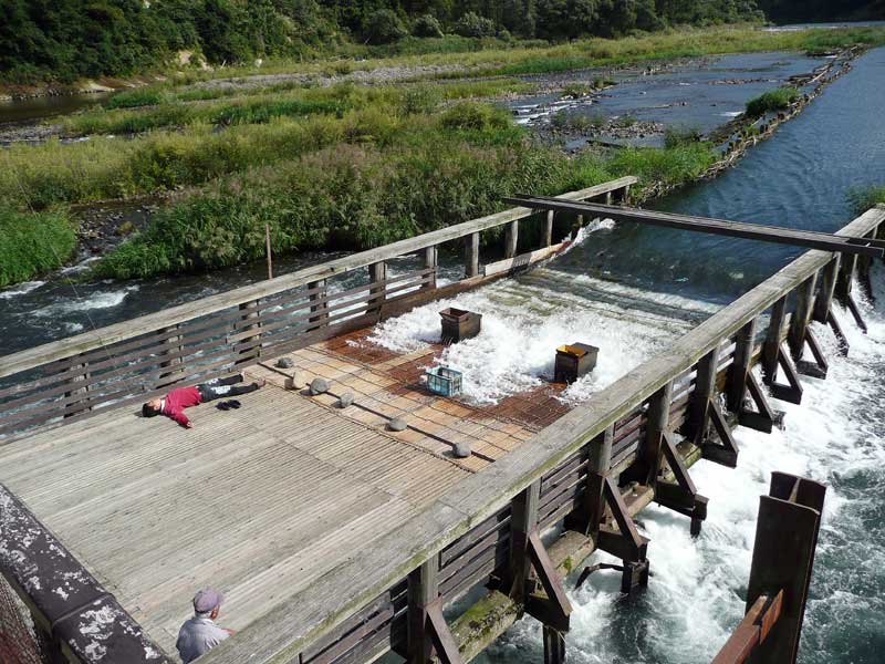 09年ヤナ巡り02 新潟で伝説のヤナを探す 越後川口やな場 男山漁場 長岡市 旧川口町 Soba De Sova