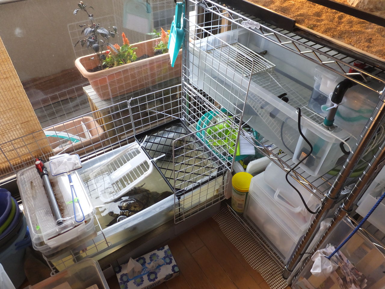 水槽 かめさま307 水槽 かめさま307
