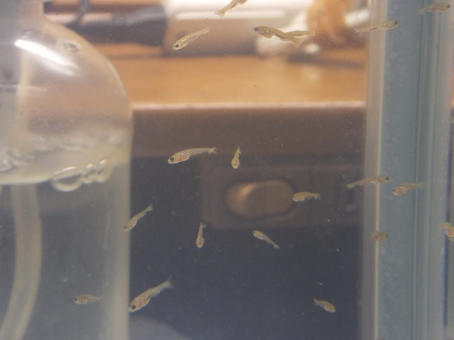 金ちゃん稚魚成長記録 孵化後約4週目 かめさま307
