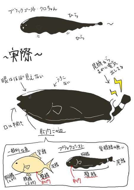 奇天烈 かめさま307 奇天烈 かめさま307