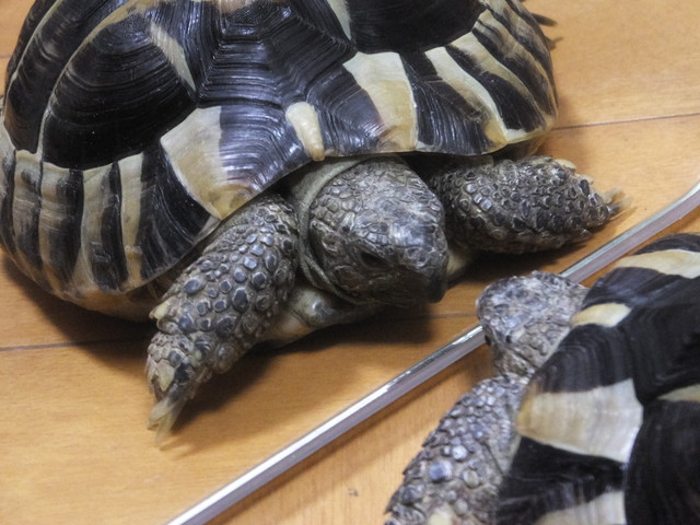 おさかん かめさま307