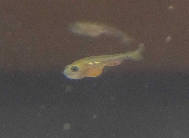 金ちゃん稚魚成長記録 孵化後約4週目 かめさま307 金ちゃん稚魚成長記録 孵化後約4週目 かめさま307