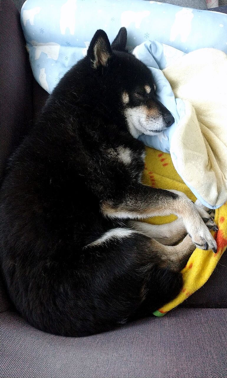 たまきの震え 黒柴たまきの日常 たまきの震え 黒柴たまきの日常