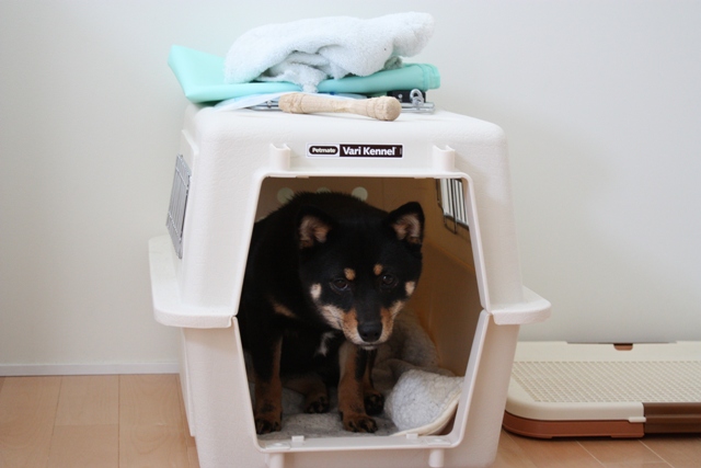 たまきのクレートトレーニング再開 黒柴たまきの日常