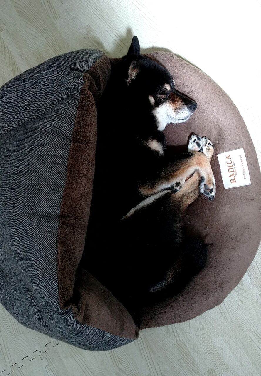 たまきは寒がり 黒柴たまきの日常