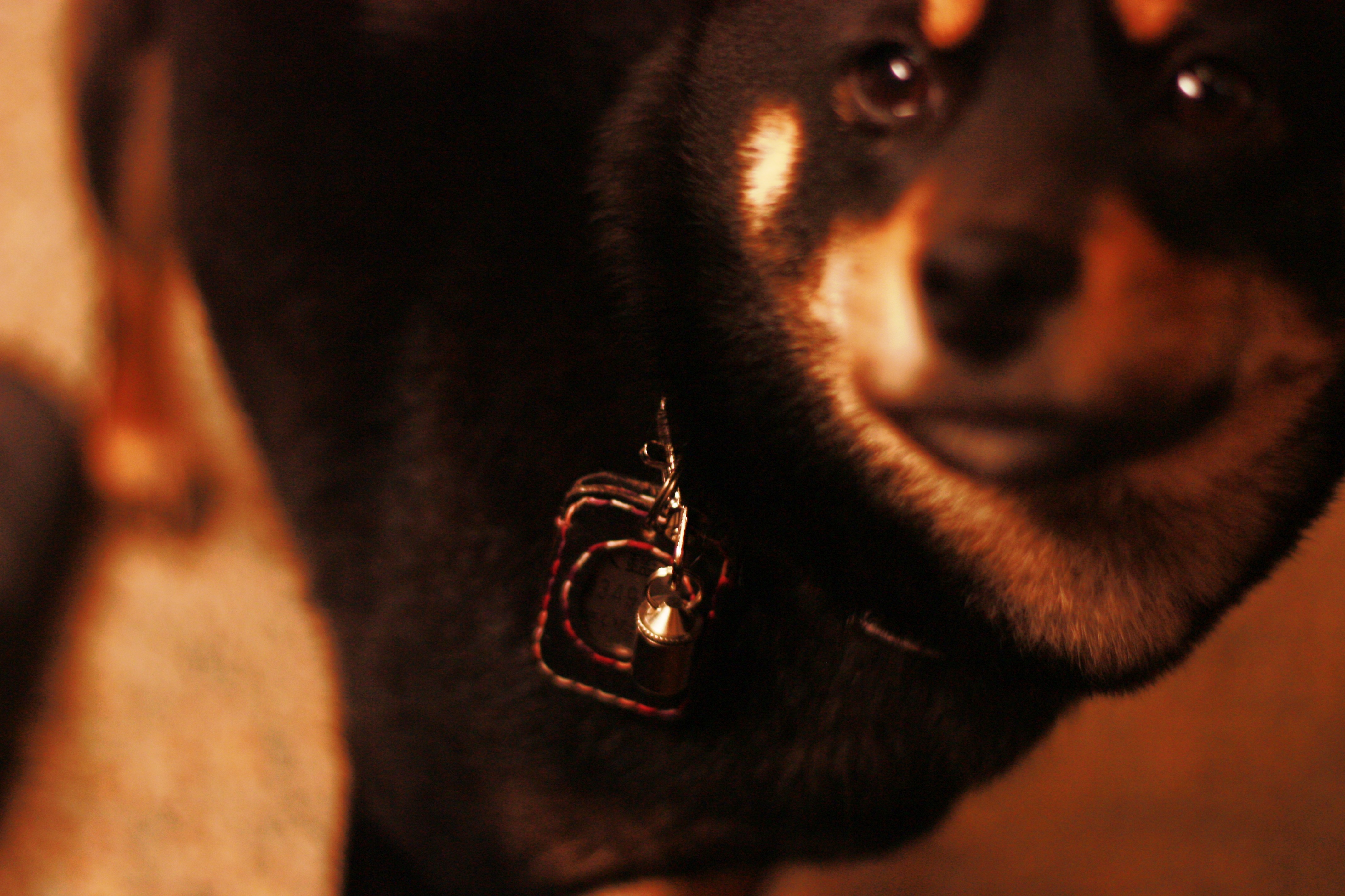 たまきに犬鑑札を装着 黒柴たまきの日常