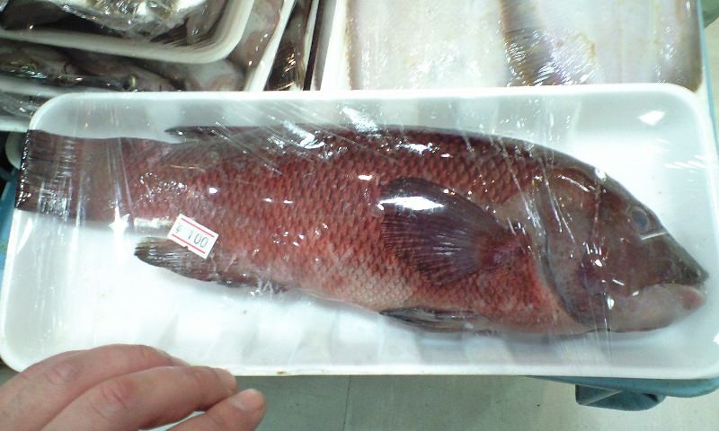 佐渡のお魚常識 佐渡島のあやしいホルモン焼き屋のマスターblog 佐渡のお魚常識 佐渡島のあやしいホルモン焼き屋のマスターblog