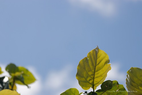 _MG_4580a