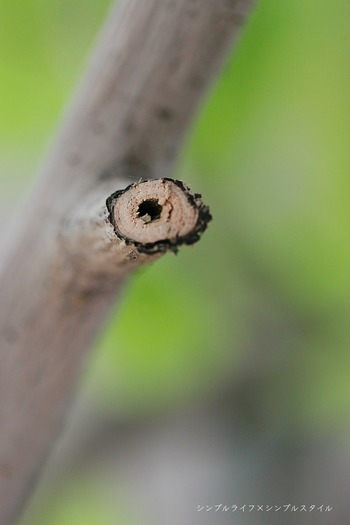 _MG_9830a