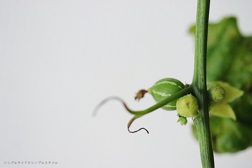 IMG_3396a