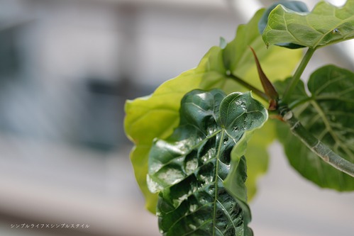 _MG_2894a