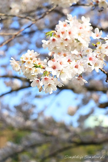 IMG_3008a