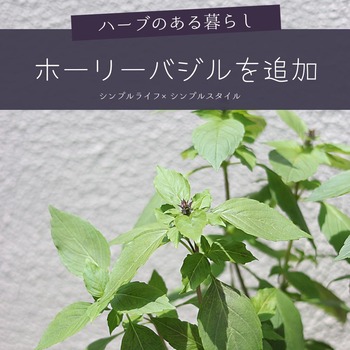 ハーブのある暮らし ホーリーバジルと抗ウイルス 抗菌効果にも期待できるハーブ ニームの効能がすごい シンプルライフ シンプルスタイル Powered By ライブドアブログ ハーブのある暮らし ホーリーバジルと抗ウイルス 抗菌効果にも期待できるハーブ ニームの効能がすごい シンプルライフ シンプルスタイル Powered By ライブドアブログ
