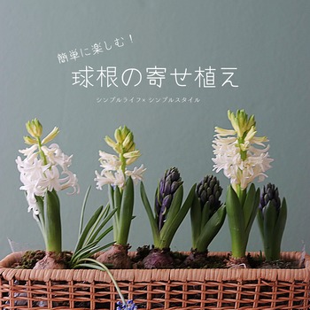 春の球根で楽しむ ヒヤシンス ムスカリの寄せ植え シンプルライフ シンプルスタイル Powered By ライブドアブログ
