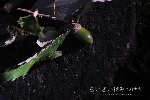 どんぐり2a
