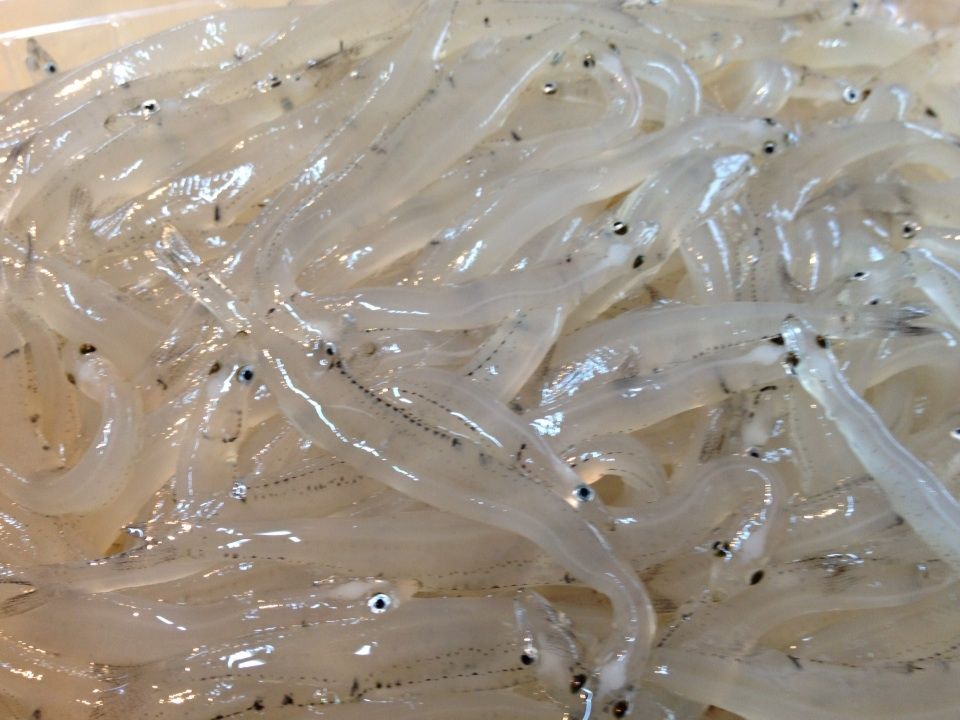 やっと北海道まで来ました カワハギちゃん 澄川 二代目 江戸っ子の日々 やっと北海道まで来ました カワハギちゃん 澄川 二代目 江戸っ子の日々