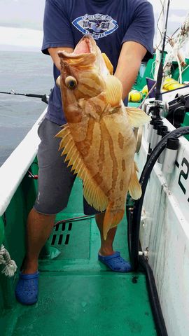 見老津沖 泳がせ釣りでホウキハタとスジアラ すさみ沖 潮岬沖 見老津の釣り船 第3浜丸の釣果情報 和歌山県 ジギング 沖釣り 船釣り タイラバ オフショア 見老津沖 泳がせ釣りでホウキハタとスジアラ すさみ沖 潮岬沖 見老津の釣り船 第3浜丸の釣果情報 和歌山県 ジギング 沖釣り 船釣り タイラバ オフショア