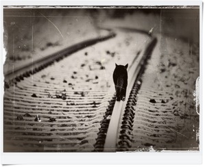 Gato-preto-no-trilho