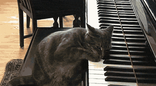 gif-cats-piano-713351