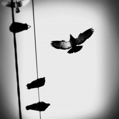 birdies8