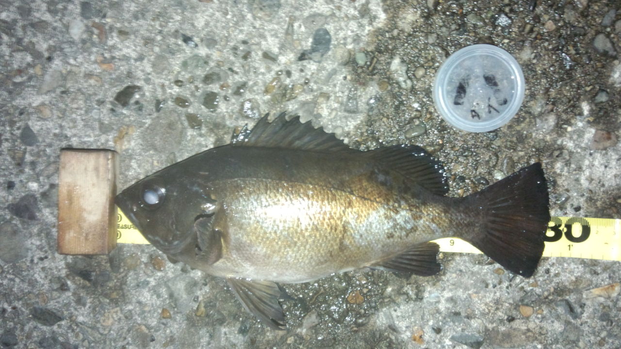 仮説 尾長メバル クロメバルの体型の比較からの推察 Viewpoint Of The Angler Side 仮説 尾長メバル クロメバルの体型の比較からの推察 Viewpoint Of The Angler Side
