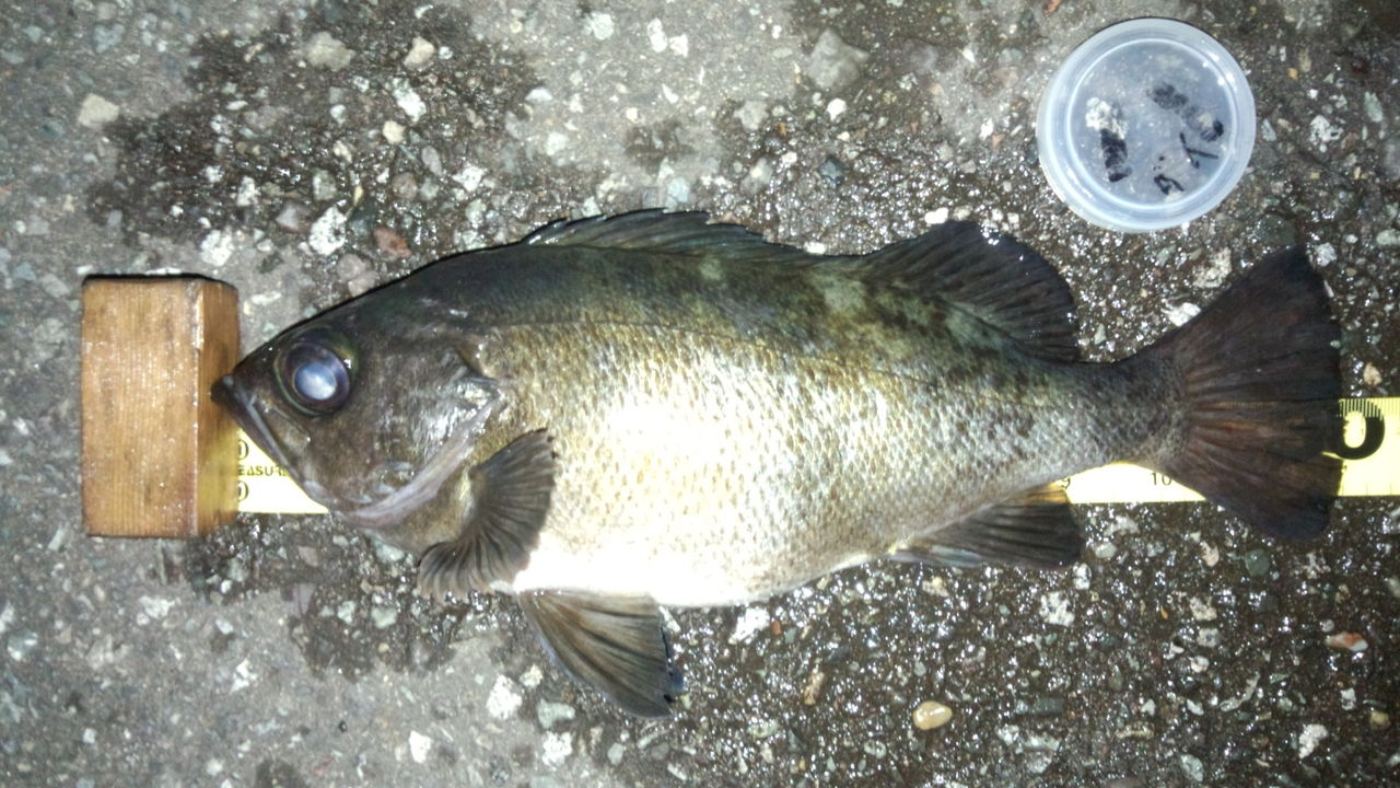 Viewpoint Of The Angler Side メバル