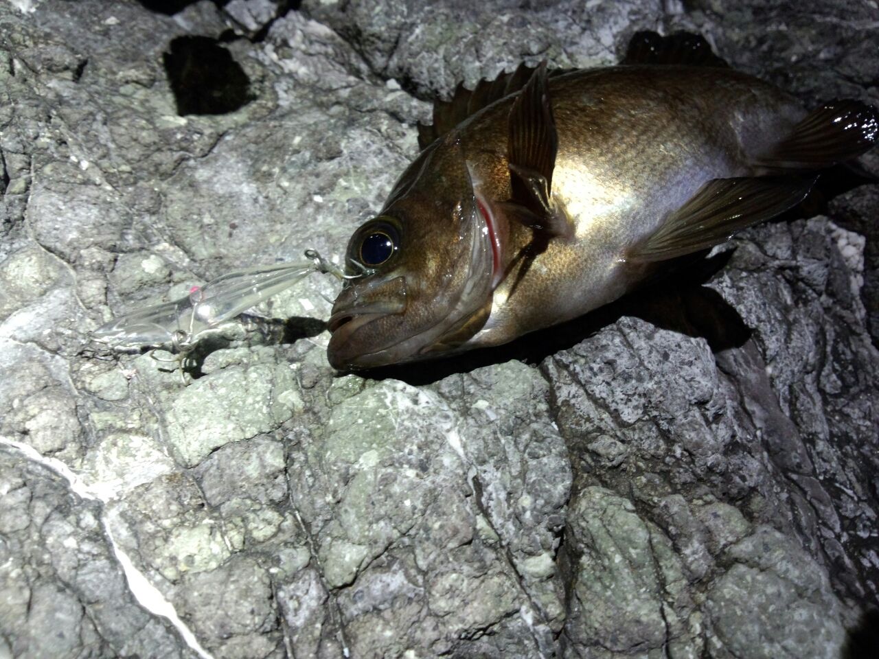 Viewpoint Of The Angler Side メバル