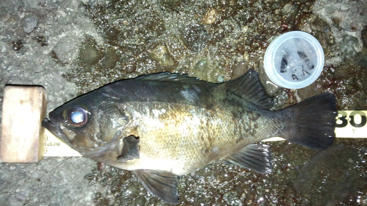 仮説 尾長メバル クロメバルの体型の比較からの推察 Viewpoint Of The Angler Side