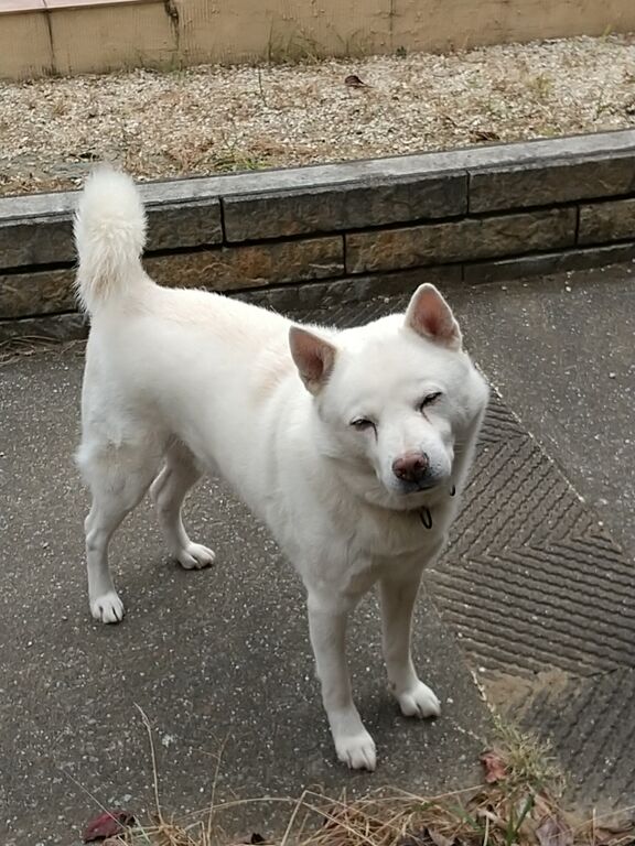 変な顔だね だいちゃん 北海道犬 のブログ イヌ年64歳のブログ