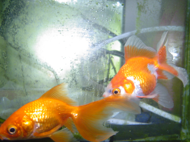 ご長寿金魚 06年05月 Livedoor Blog ブログ ご長寿金魚 06年05月 Livedoor Blog ブログ