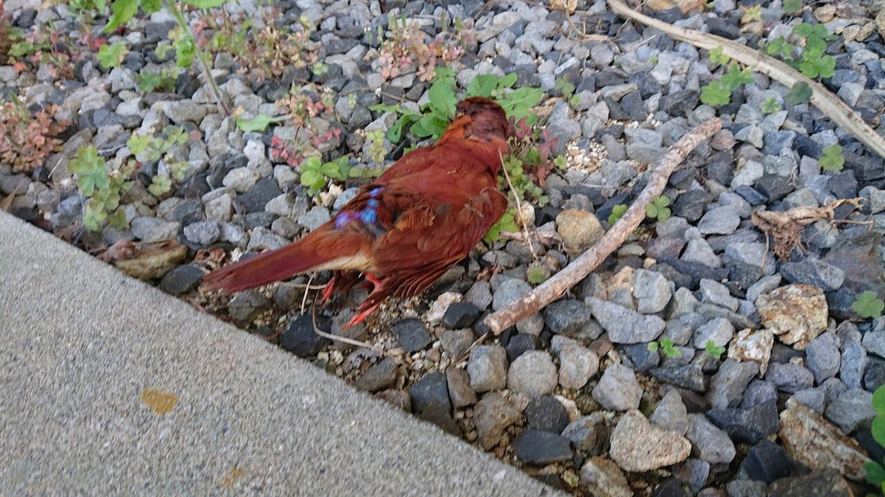 何この鳥 Camp Swamp
