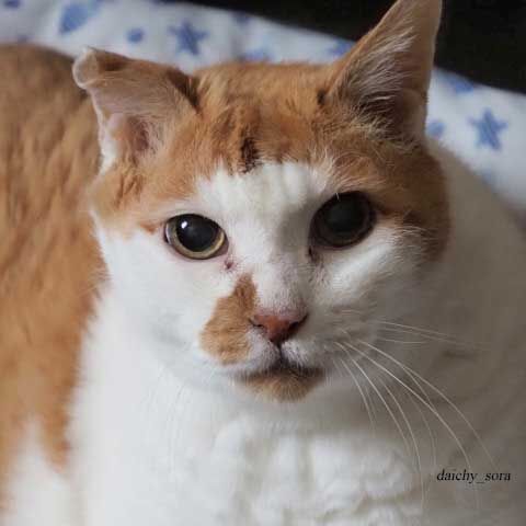 愛しのハチワレ猫展 ときどきぶろぐ２