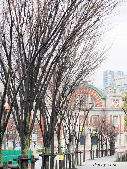 並木道