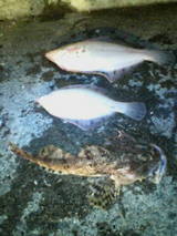 ��� ���쥤 ������