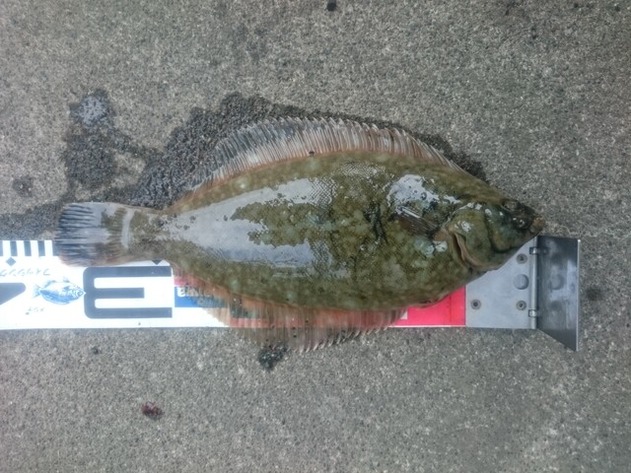 2021/6/23 北海道 苫小牧サーフ クロガシラ32cm