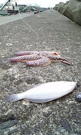 2007/7/5 �Ѿ������������ʥ��쥤�ȥҥȥ�