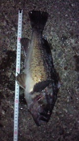 0c542995.jpg