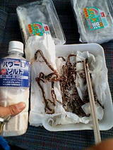 2007/5/9 塩イソメつくり