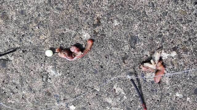 �ųݤ� �� ������