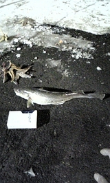 111fb38d.jpg