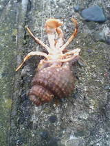 釣れたヤドカリ