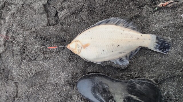 クロガシラ 苫小牧 サーフ 投げ釣り
