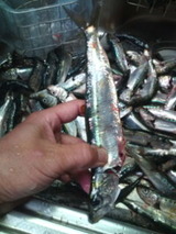 2011/7/22 ��î�ޥ��亮�Υ�������20���